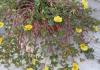 portulaca amilis fiori gialli - di Patrizia.JPG